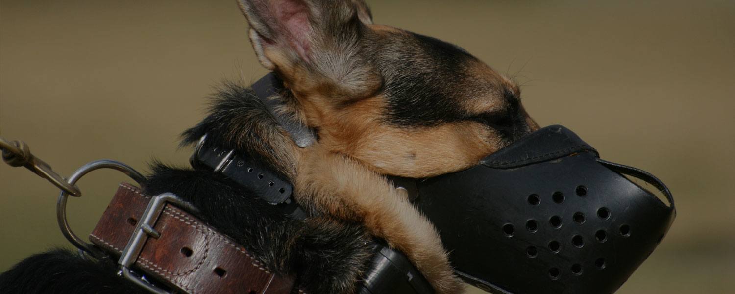 Working dog collars and chew proof dog collars for police dogs.