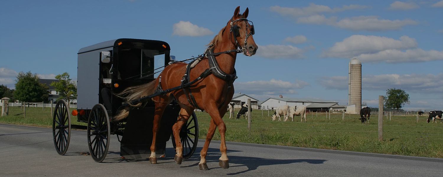 Image of horse harnesses made by BioThane.