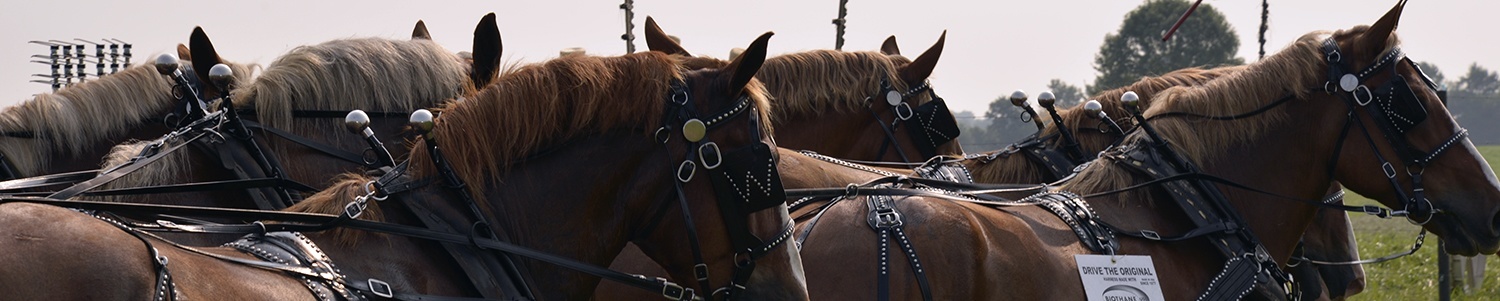 Image of harness products made by BioThane.