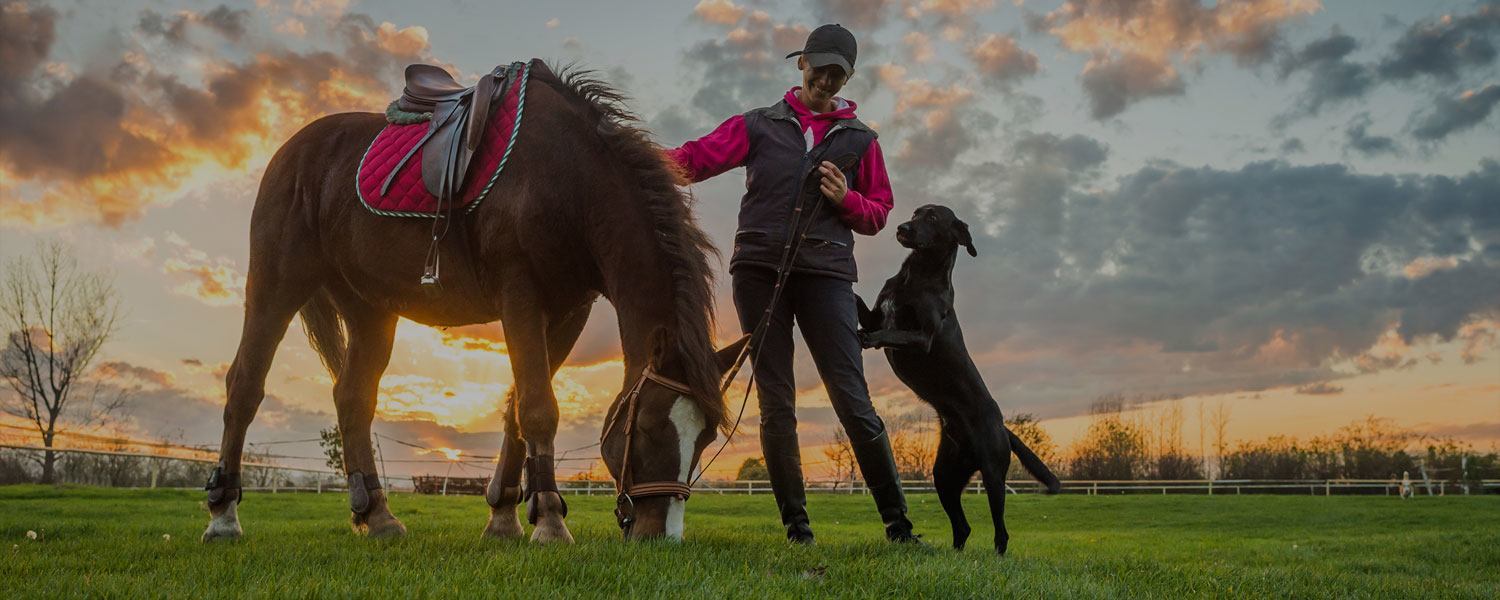 Image of the best coated webbing products for dogs and horses made by BioThane.