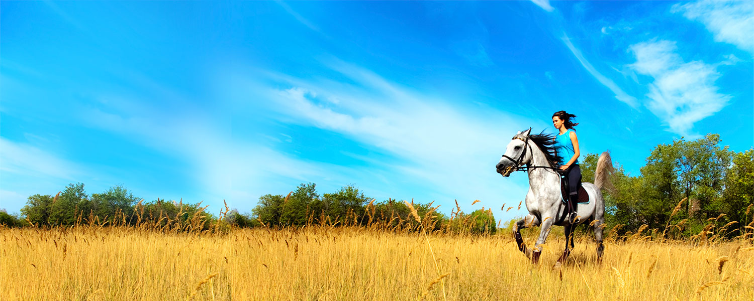 Horse Tack For Sale Buy Beta Trail & Western Horse Tack Reins