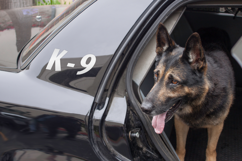 BioThane police dog collars are strong, convenient, and comfortable options for working dogs.