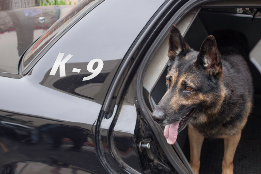 How to Pick Out a Police Dog Collar (1) Biothane Blog