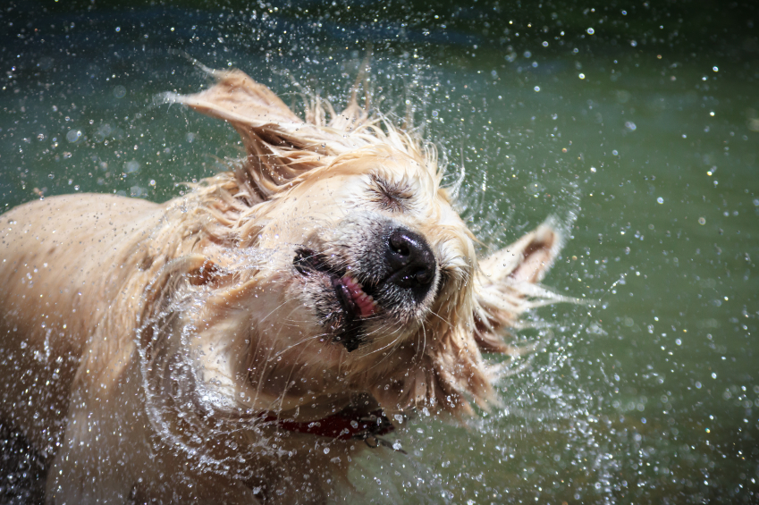 Image of a wet dog that could use BioThane waterproof dog collars.