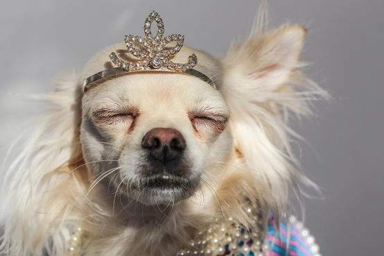 Image of a fancy dog with a personalized dog collar.