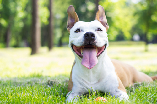 Image of a happy dog. Some dogs need indestructible dog collars that won’t break from chewing.