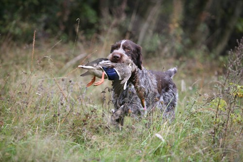 Image of a dog hunting. Coated webbing is a great material for hunting dog collars.