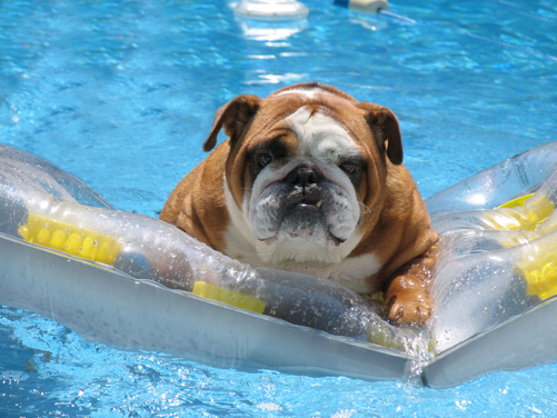 Image of a dog in a pool. Waterproof dog collars will keep your cog’s collar smelling fine long after they leave the pool.