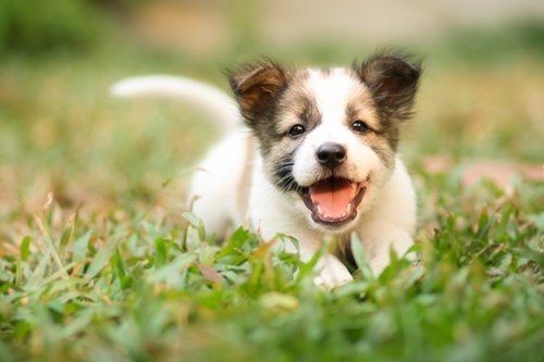 Image of a happy dog wearing an adjustable puppy collar.