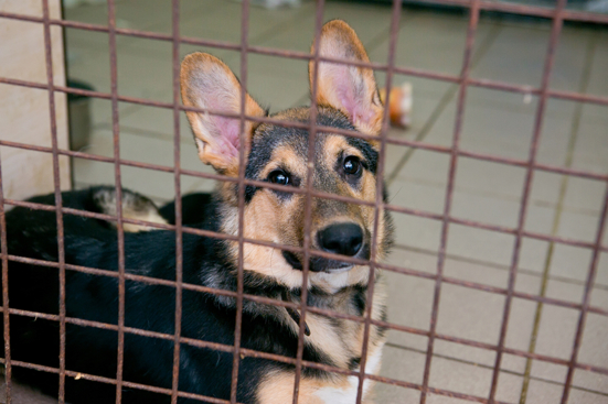 Image of a shelter dog. BioThane started Rescue by BioThane to provide shelter dogs with premium dog collars.