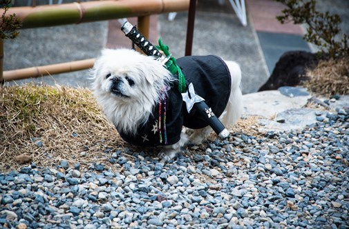 Image of a dog in a costume. Read these Halloween dog costume tips and buy your own BioThane dog collars today.