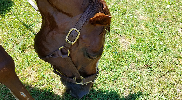 BioThane equine equipment that is convenient and durable riding equipment that is custom made.