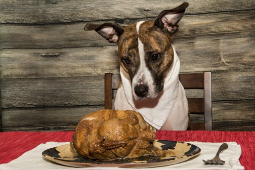 Image of a dog ready for turkey. Learn about bad Thanksgiving foods for dogs and buy your dog a new dog collar today.