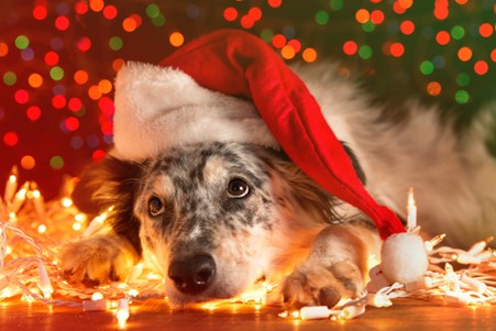 Image of a dog during the holidays. Learn about gift ideas for dogs.