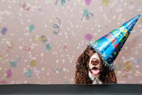 Image of a dog during New Year’s Eve. Read our post on resolutions for dog owners.