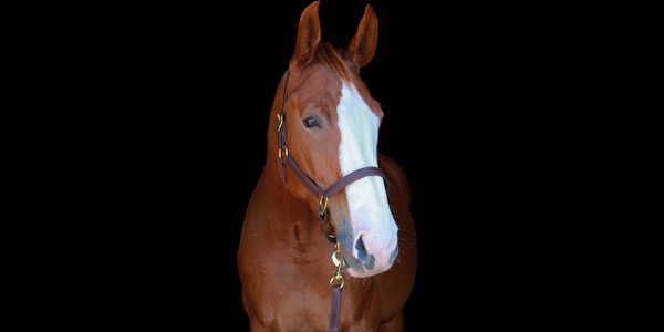 Silvabel double brown chestnut