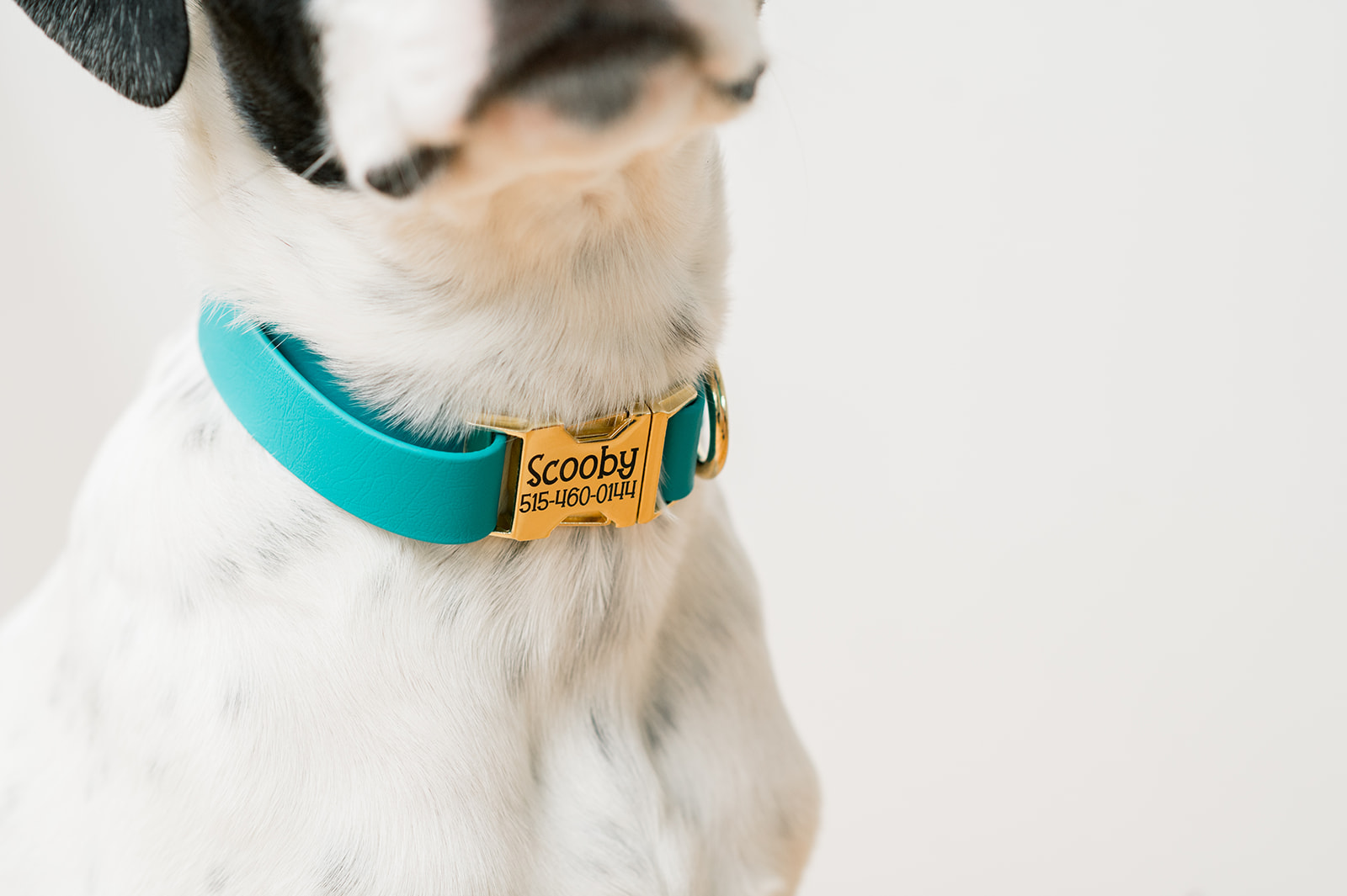 Dog with Duke & Fox Collar