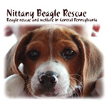 Nittany Beagle Rescue