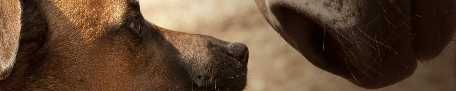 Image of horse and dog collars made by BioThane.