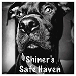 Shiner's Safe Haven