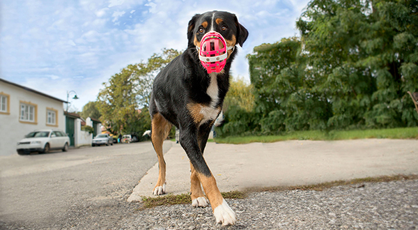 Dog with BUMAS Muzzle