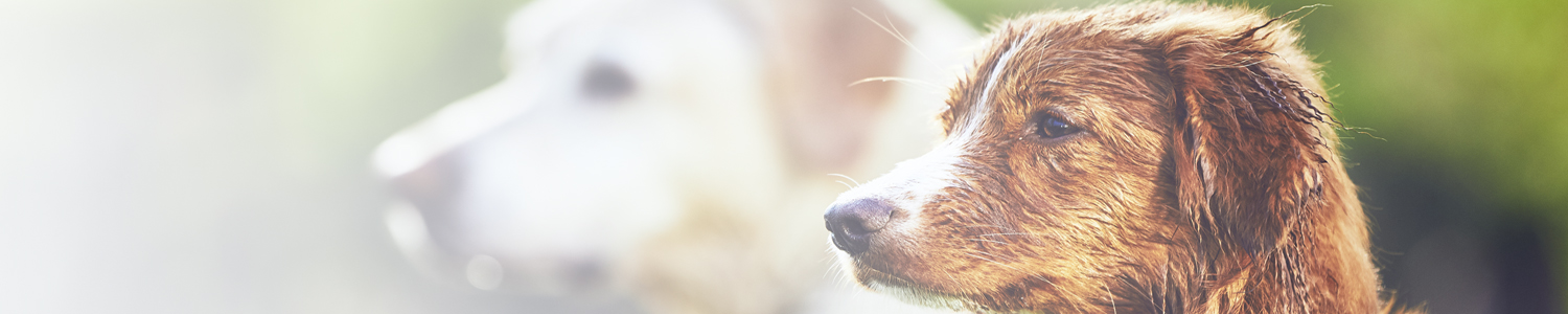 Front Range Gun Dog