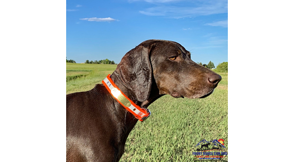 Dog with Front Range Gun Dog Reflective Collar