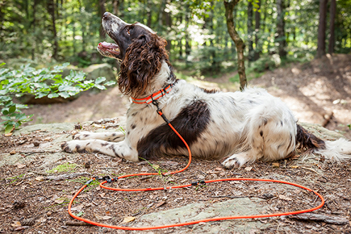 Dog in a Filipa Collar