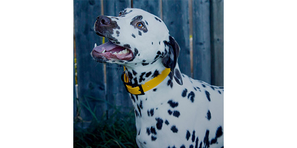 Goodwalk collar on a dog