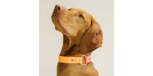 Dog with Gula Collar