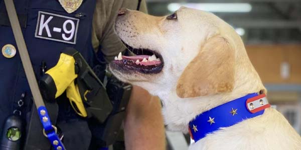 Dog with Blue Collar