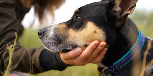 Trailblazing Tails Collar on Dog