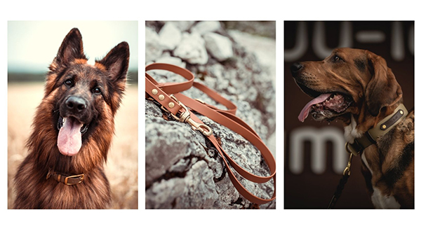 dogs with accdog collars