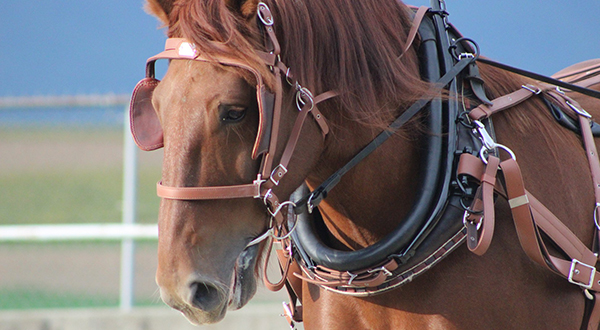 BioThane Buggy Harness, Driving Harness, and Team Harness