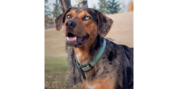 goodwalk collar on dog