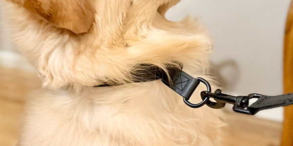 Cleveland Pet Company dog collars